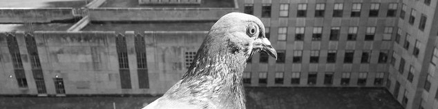 Elizabeth Starkey profile background
