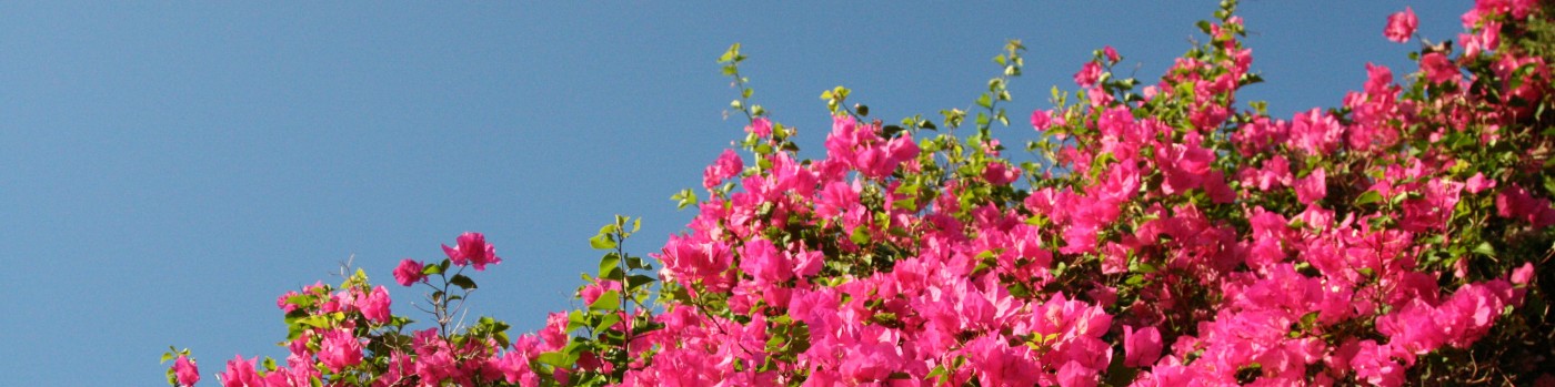 Catherine MacInnes profile background